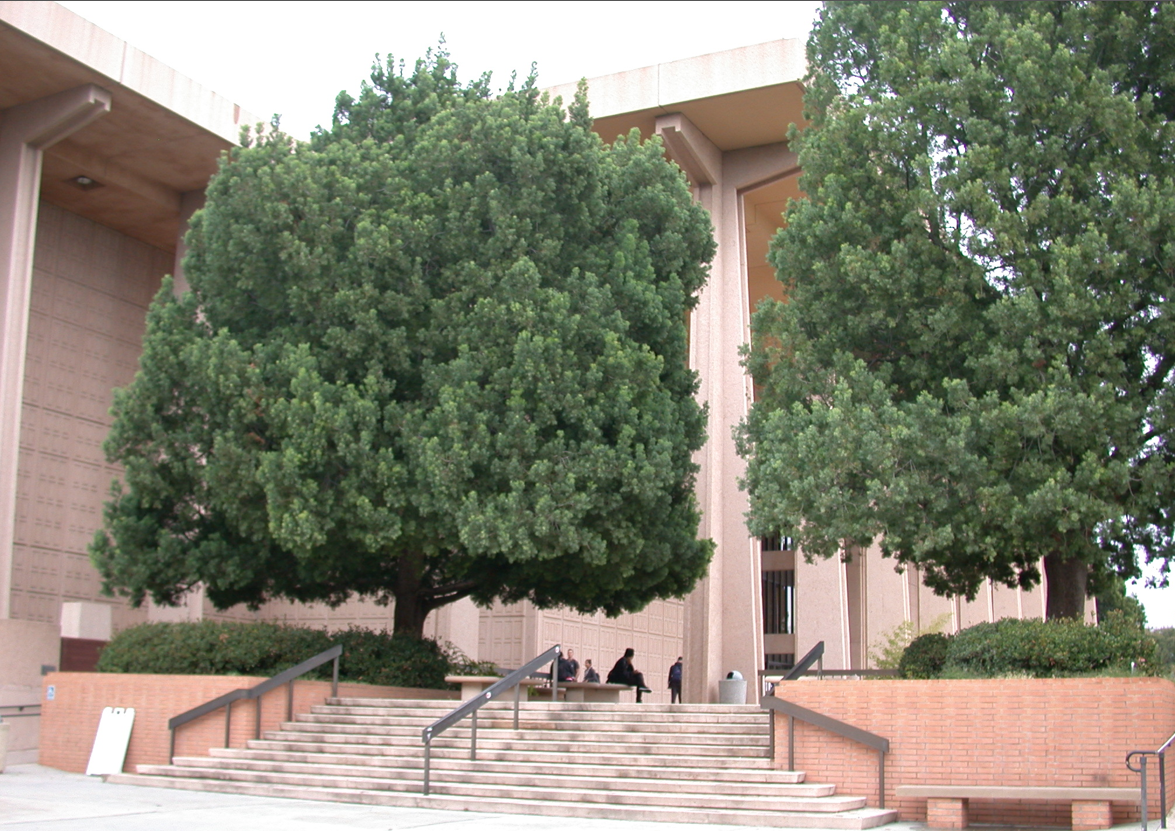 Podocarpus gracilior at Oviatt